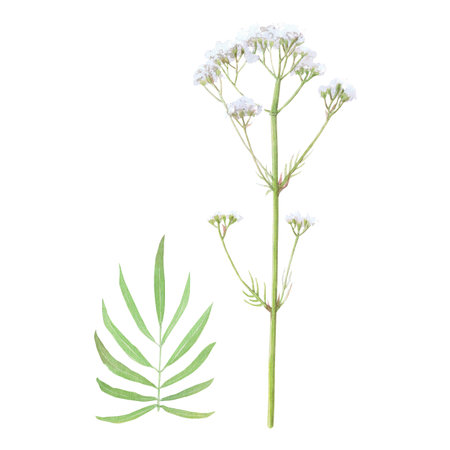 Watercolor illustration of flower valerian. Hand-drawn isolated set clip-art on white background. Delicate realistic images of herbs for packaging, textiles, printing, holiday cards, wedding, menuの写真素材