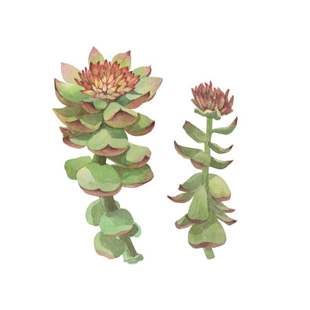 Watercolor illustration of Rhodiola rosea. Hand-drawn isolated clip-art on white background. Delicate realistic images of herbs for packaging, textiles, printing, holiday cards, wedding, menuの写真素材