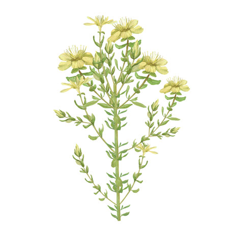 Watercolor illustration of Hypericum flowers and leaves. Hand-drawn isolated clip art on a white background. Pastel watercolor for holiday cards, wedding invitations, textiles, print designの写真素材