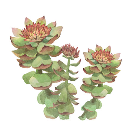 Watercolor illustration of Rhodiola rosea. Hand-drawn isolated clip-art on white background. Delicate realistic images of herbs for packaging, textiles, printing, holiday cards, wedding, menuの写真素材