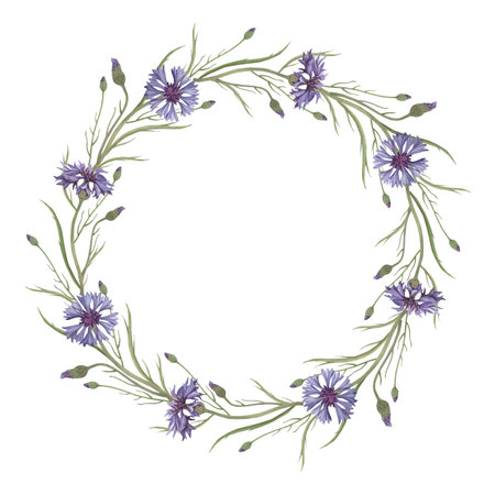 Watercolor frame of cornflower flower. Hand-drawn clip-art on white background. Delicate realistic images of Medicinal herbs for packaging, textiles, printing, holiday cards, wedding, menuの写真素材