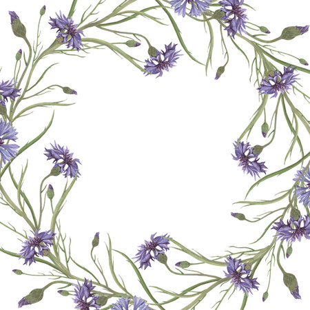 Watercolor frame of cornflower flower. Hand-drawn clip-art on white background. Delicate realistic images of Medicinal herbs for packaging, textiles, printing, holiday cards, wedding, menuの写真素材