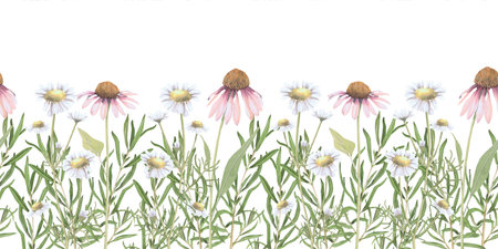 Watercolor seamless border of Echinacea and chamomile flowers.Hand-drawn clip-art on white background. Delicate realistic images of herbs for packaging, textiles, printing, holiday cards,wedding,menuの写真素材