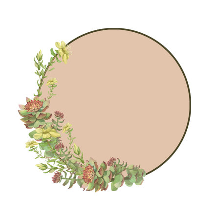 Watercolor frame of Rhodiola rosea and Hypericum. Hand-drawn clip-art on white background. Delicate realistic images of herbs for packaging, textiles, printing, holiday cards,wedding,menuの写真素材