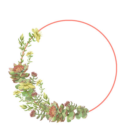 Watercolor frame of Rhodiola rosea and Hypericum. Hand-drawn clip-art on white background. Delicate realistic images of herbs for packaging, textiles, printing, holiday cards,wedding,menuの写真素材