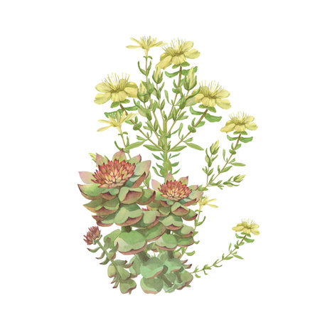 Watercolor frame of Rhodiola rosea,rosemary,Hypericum.Hand-drawn clip-art on white background. Delicate realistic images of Medicinal herbs for packaging,textiles,printing,holiday cards,wedding,menuの写真素材