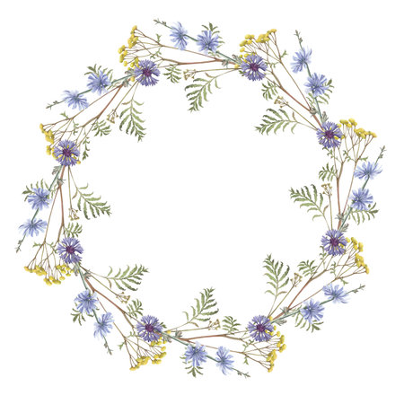 Watercolor frame of cornflower, tansy,chicory . Hand-drawn clip-art on white background. Delicate realistic images of Medicinal herbs for packaging, textiles, printing, holiday cards, wedding, menuの写真素材