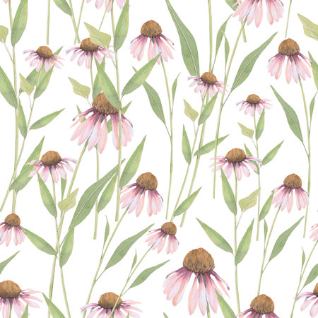 Watercolor seamless pattern of Echinacea flower. Hand-drawn clip-art on white background. Delicate realistic images of herbs for packaging, textiles, printing, holiday cards, weddingの写真素材
