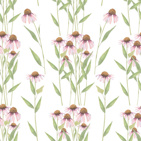 Watercolor seamless pattern of Echinacea flower. Hand-drawn clip-art on white background. Delicate realistic images of herbs for packaging, textiles, printing, holiday cards, weddingの写真素材