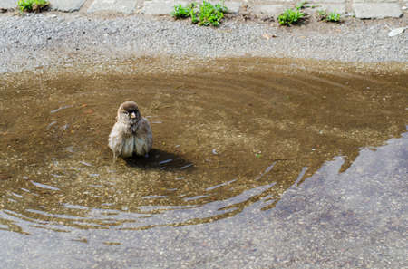 sparrow taking a bath in a pool of water by the streetの写真素材
