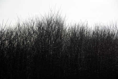 thick forest of black branches against white sky in gloomy weatherの写真素材