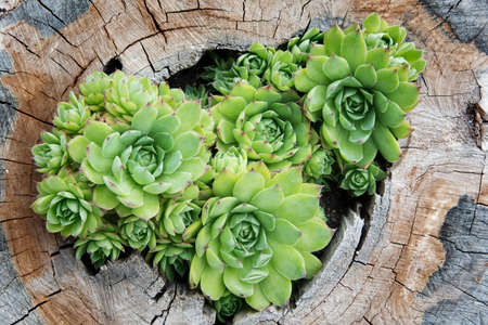 Houseleek Plant Growing out of the Hole in the Wooden Stump During a Summer Dayの写真素材