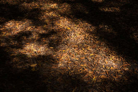 autumn leaves on the ground in dark shadows with light shining on themの写真素材