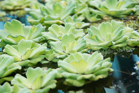 Pistia plants on the water on a sunny day shoot with narrow focusの写真素材