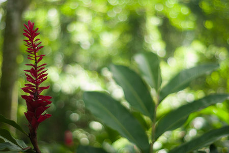 Red flower path