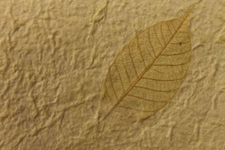 Old paper texture with age marksの写真素材