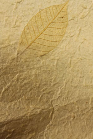 leaf in the Old paper texture with age marksの写真素材