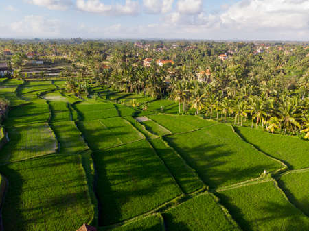 Aerial landscape of green rice fields and palm trees in Ubud, Bali.の写真素材