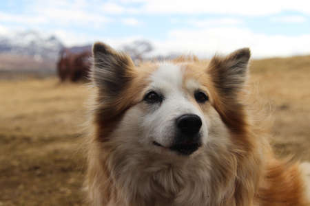 Close-up portrait of an Icelandic sheepdog on a remote farm in Iceland.の写真素材