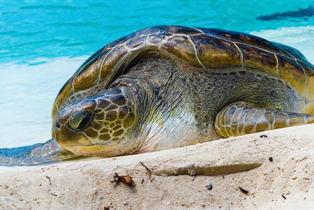 The big turtle