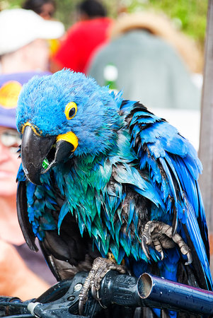 Beautiful blue parrotの写真素材