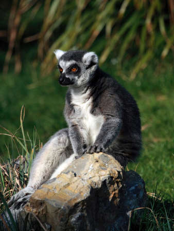 a ring-tailed lemur (Lemur catta) sitting on a rockの写真素材