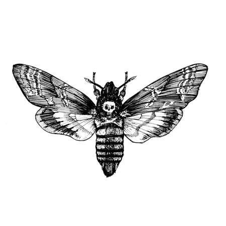Butterfly Acherontia atropos , dead head, adams head. Black and white graphics handmade.の写真素材