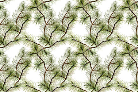 Seamless pattern. Branches of pine or spruce on a white background.. Watercolor illustration, handmadeの写真素材