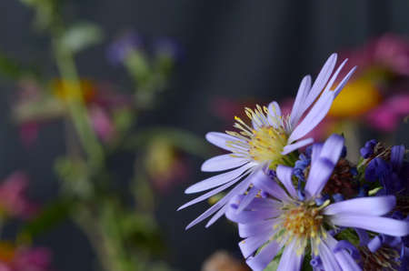 Blue wildflowers on a gray background close-upの写真素材