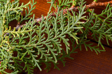 Green branches on a wooden background