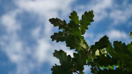 Green oak leaves on a background of blue sky with clouds. Selective focus.