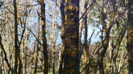 Tree trunk with yellow lichen in the forest on a sunny day