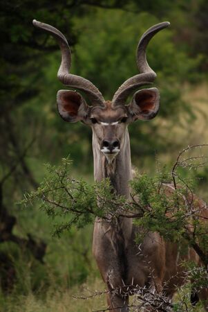 A Kudu looking towards the camera in South Africaの写真素材