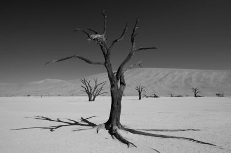 Dead trees in the Dead Vlei, Sossussvlei, Namibiaの写真素材