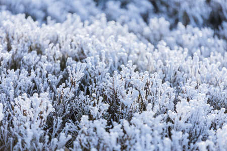 Grass covered with hoarfrost closeupの写真素材