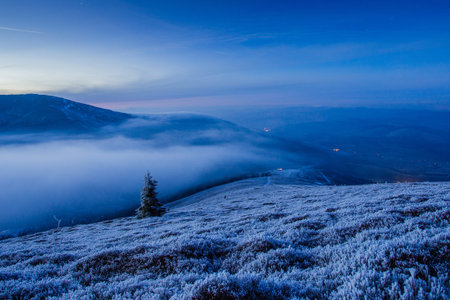 Little pine tree on for and mountain backgroundの写真素材