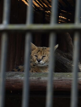 lynxの写真素材