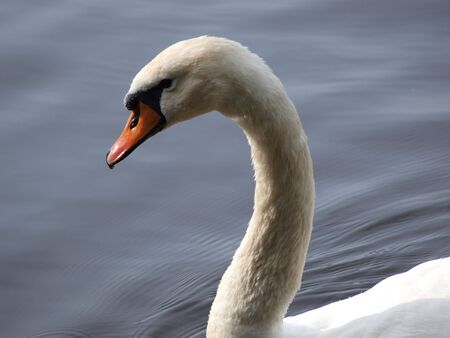 The white swan has curved a long neckの写真素材
