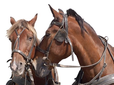   Color photo of two horses close up. Isolated on white background      の写真素材