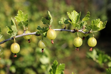 Color photo of gooseberries on a branchの写真素材