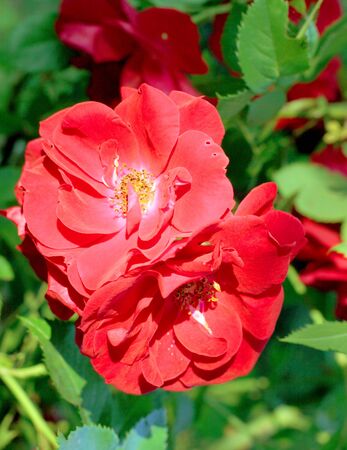 Color photograph of red flowerの写真素材