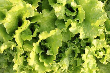 Color photograph on a bed of lettuceの写真素材
