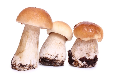Color photo of wild mushroomsの写真素材