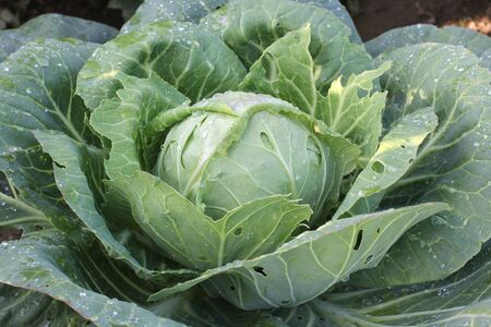 Color photo of green leaves of cabbageの写真素材