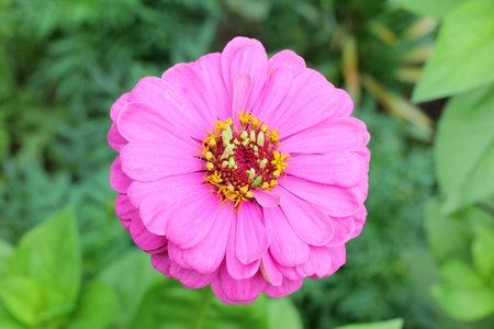 Color photo of daisies on a background of grassの写真素材