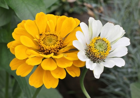 Color photo of daisies on a background of grassの写真素材