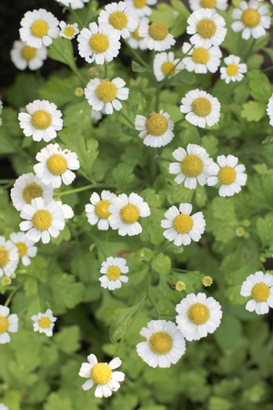 Color photo of daisies on a background of grassの写真素材