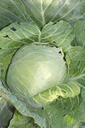 Color photo of green leaves of cabbageの写真素材