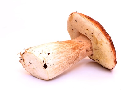 Color photo of wild mushroomsの写真素材