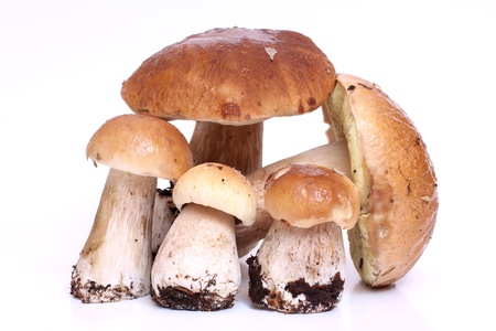 Color photo of wild mushroomsの写真素材